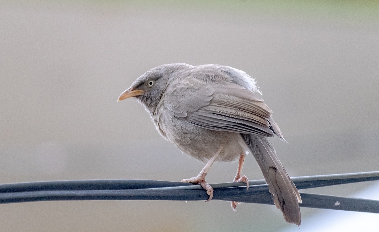 How Rapid Urbanisation Is Affecting Bird Species